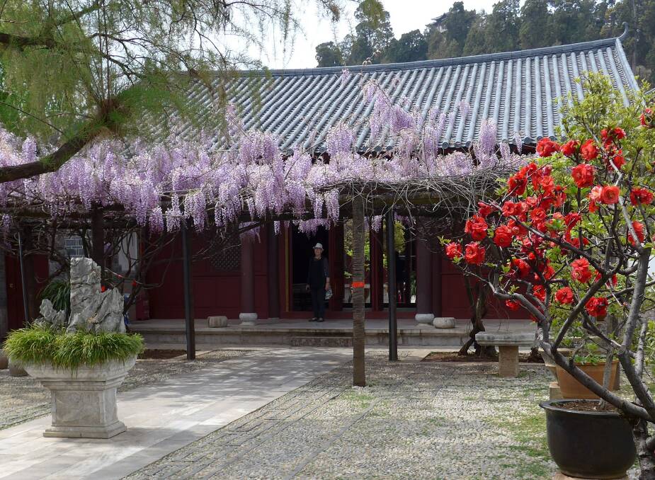 Chinese wisteria (W. sinensis) flowering in a former official’s garden in Lijiang,Yunnan.It's time to prune wisterias to ensure a fine display of blooms.