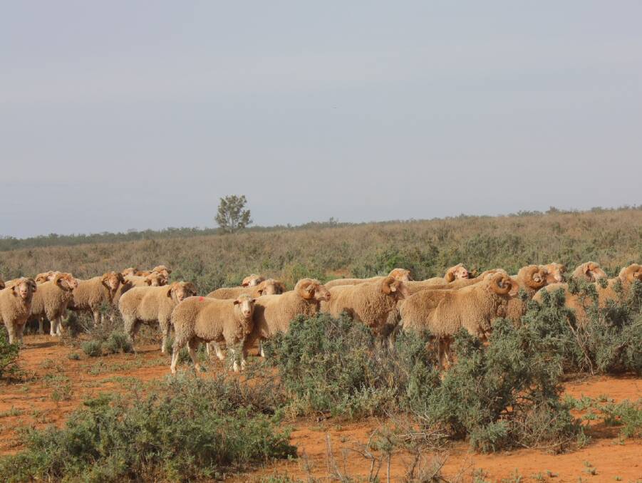 Rams bred on Oxley Station under the Multi-Purpose Merino banner were selected for plain bodies (no mulesing since 2003), high fertility and fast woolgrowing.