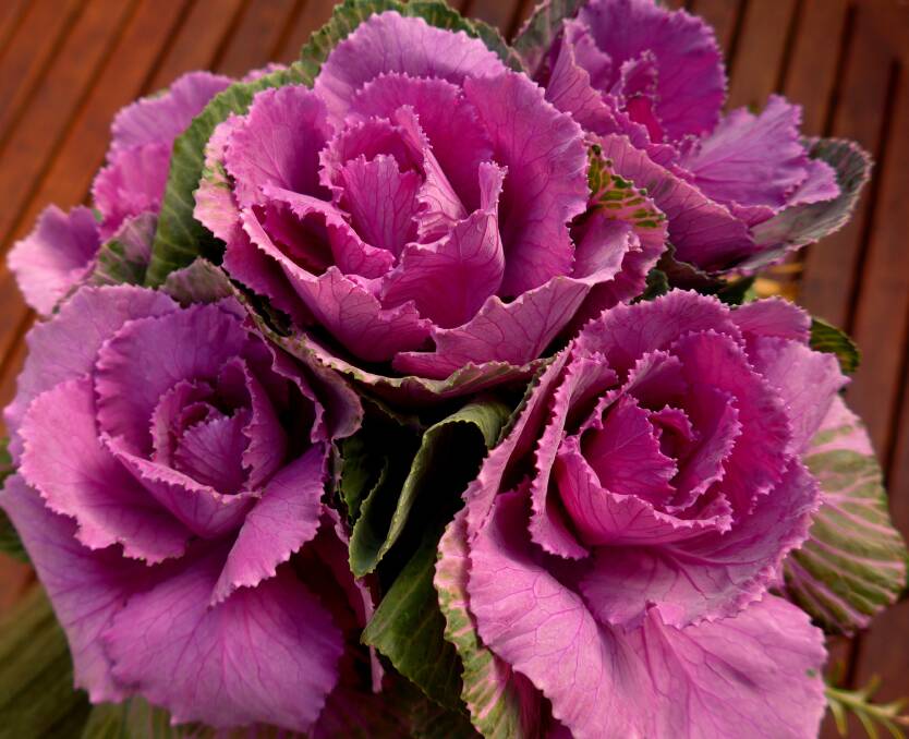 A cabbage rose or a rosy cabbage? Train your cabbages to look like roses for a delightful display that can carry colour through the colder months.