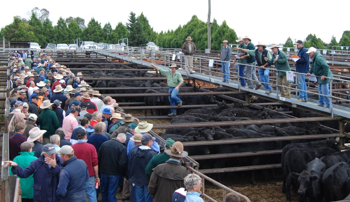 Daniel Croker, with Landmark for 25 years, steps off the catwalk to sell cattle at Goulburn saleyards in the 1990's.