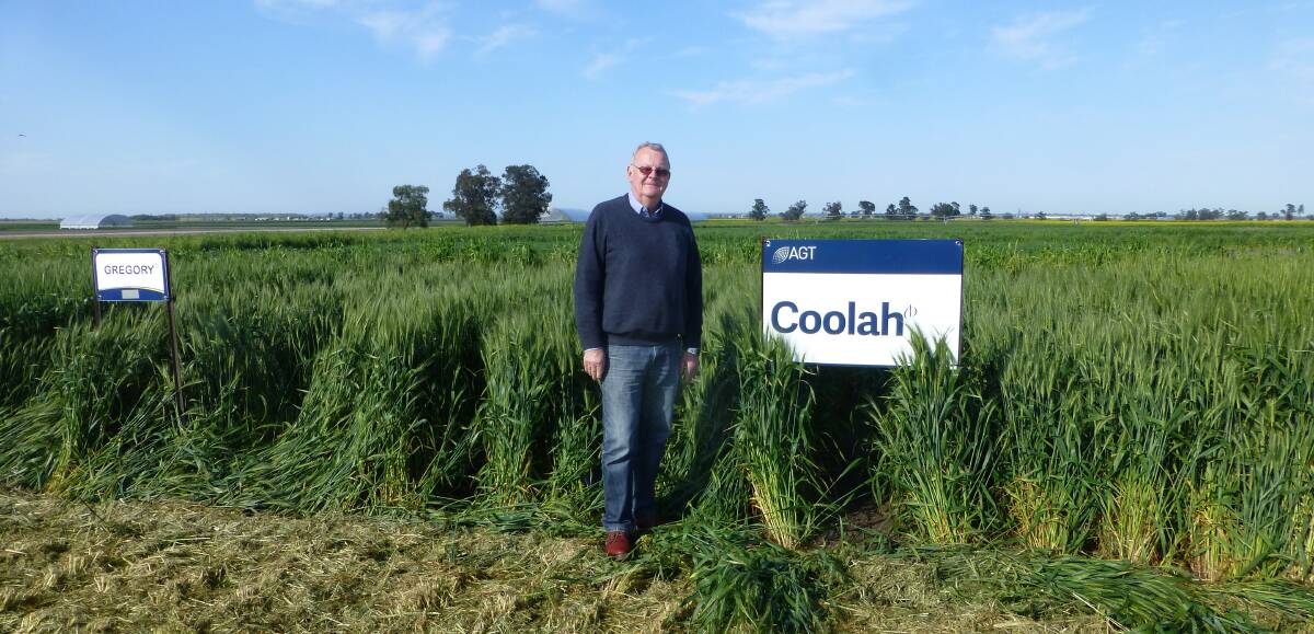 Kerrie Gleeson AGT Marketing & Seed Production Manager, North, checking one of the recently newly released varieties Coolah. Reliant (LongReach) and Coolah (AGT) have excellent rust resistance, high yield and high quality.
