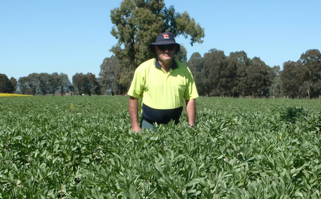 NSW Primary Industries Department technical assistant Peter Tyndall checking a well nodulated faba bean crop. 