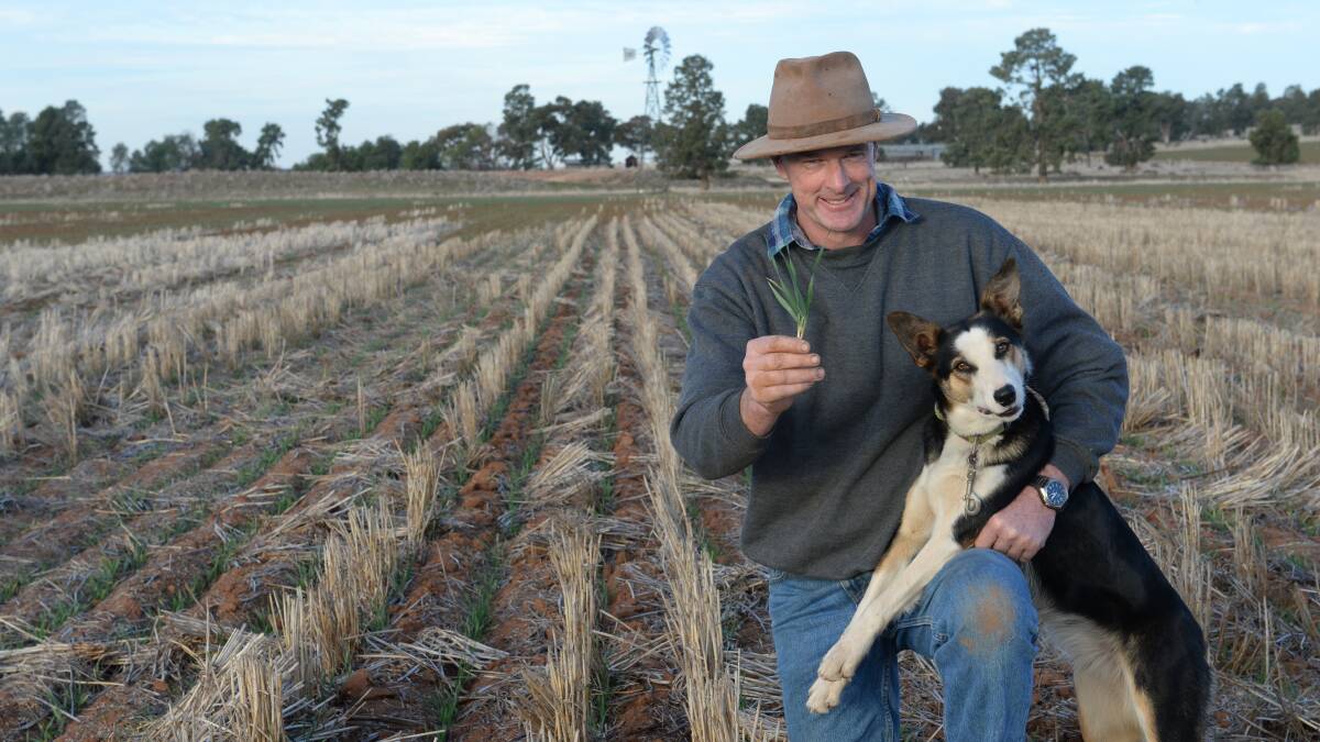 Martin Quade, on "Avonlea" at Tallimba, and his dog Molly check RGT Planet variety barley that was sown on May 17 into last year's wheat stubble. He's put down 700 hectares of Planet, along with Wedgetail wheat, canola and lucerne.