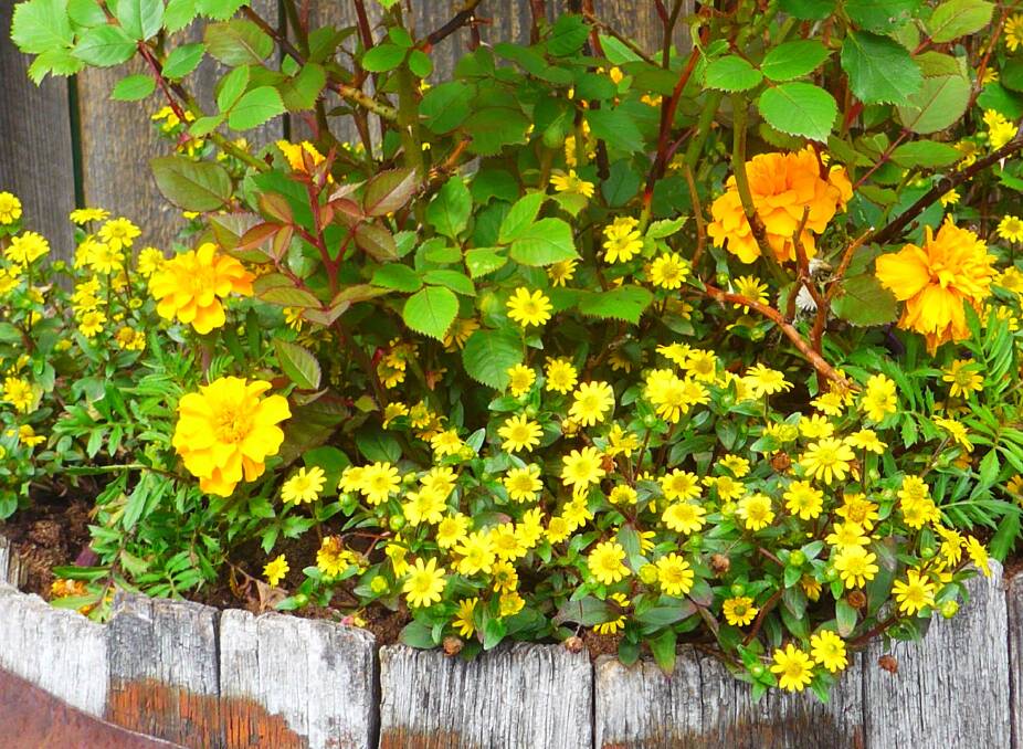   Long-flowering French marigolds and daisies are happy in pots. While petunias are lovely and reliable there's no need to limit yourself. If you haven't got your own free-draining compost, you need to invest in potting mix.