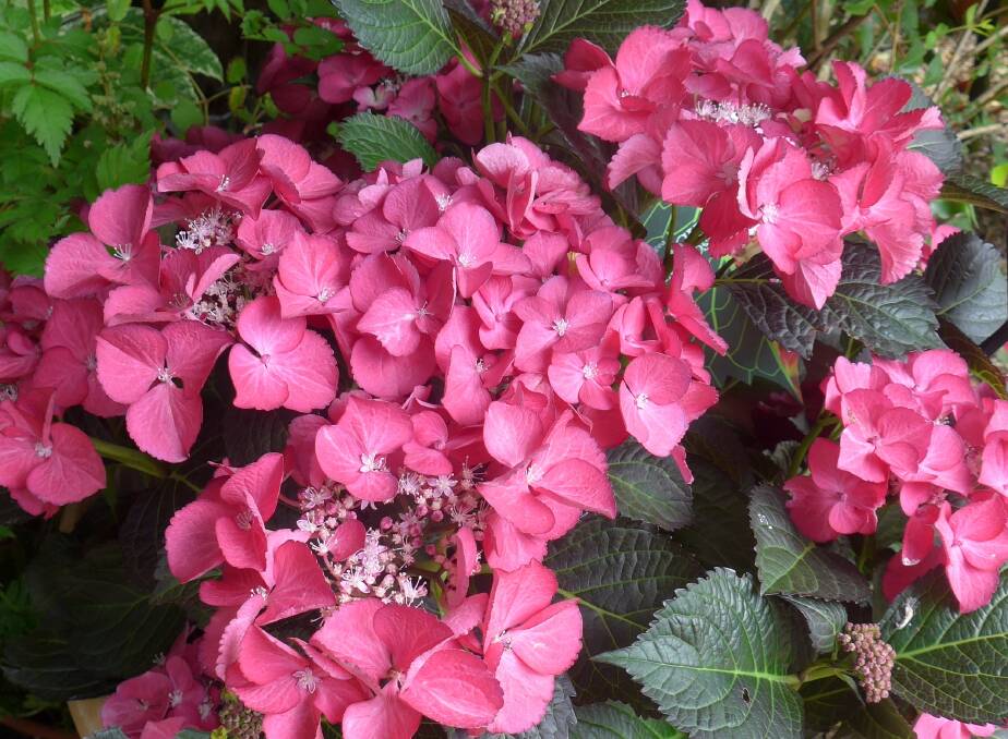  Pink and red flowering hydrangeas need lime to retain their colour in acid soil.