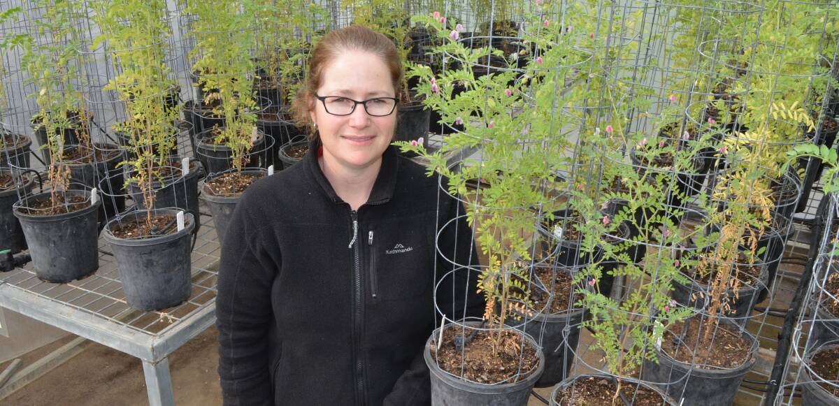Chickpea breeder Kristy Hobson with PBA Seamer plants at Tamworth Agricultural Institute. It represents a significant improvement in ascochyta resistance.