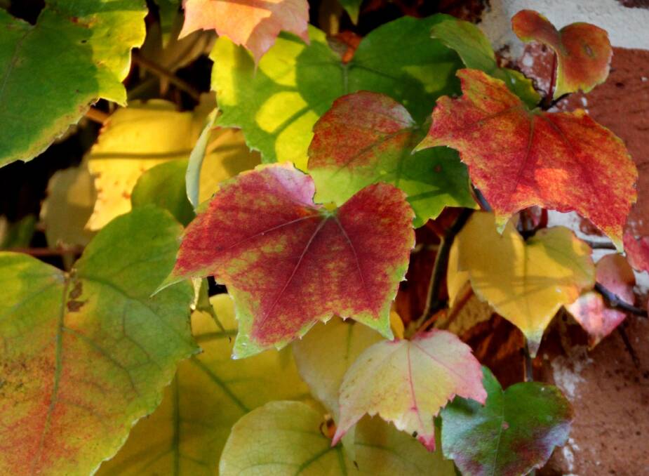  Autumnal loss of green in Virginia Creeper leaves reveals their underlying shades of red and yellow. Climbers should not be forgotten when chasing a great autumn display of colour.