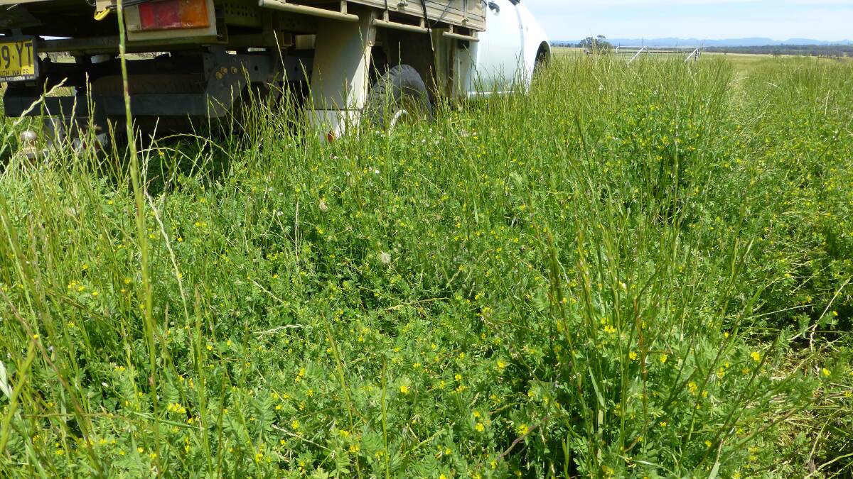 While big springs don’t happen every year, when they do, they can present grazing management challenges. Before the following autumn, they need grazing down to a reasonable level, such as 3t/ha drymatter. 