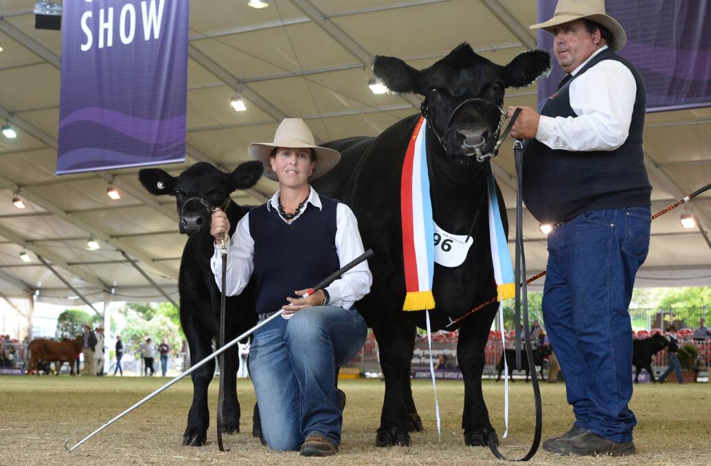 The Urquhart Perpetual Trophy winners handler Leanne Neilsen and Steve Hayward, Allora, Queensland, with the winning cow and calf at Sydney Royal Show.