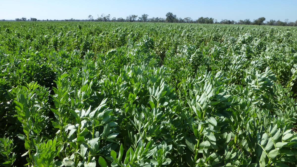 Faba beans, a crop with high vulnerability to low soil pH, and especially sensitive to acid soil layers, a consequence of insufficient lime incorporation. New research will be presented this month.