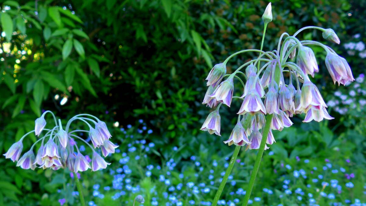 Ornamental onion (Allium siculum) flowers in dry shade and is not invasive unlike some of the ornamental onions, which spread not only from bulb, but also seed.