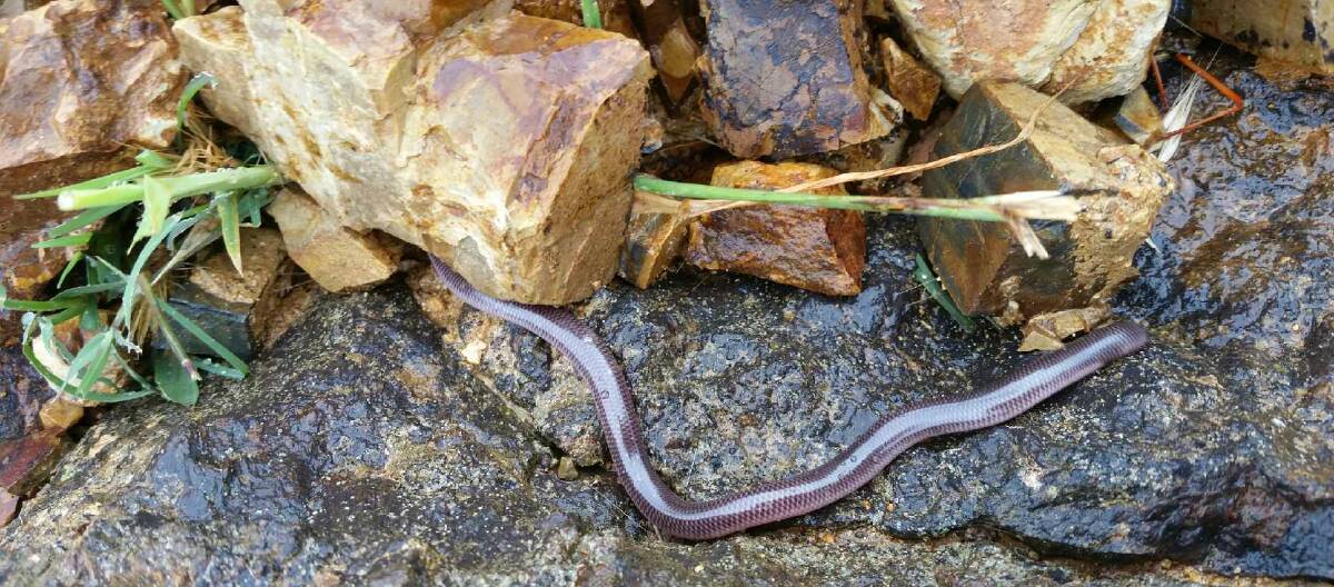 This blind snake was found at Flyer's Creek. The specimen was about 25 centimetres long and looked for all the world like a big earthworm. PHOTO Joanna Jorgensen.