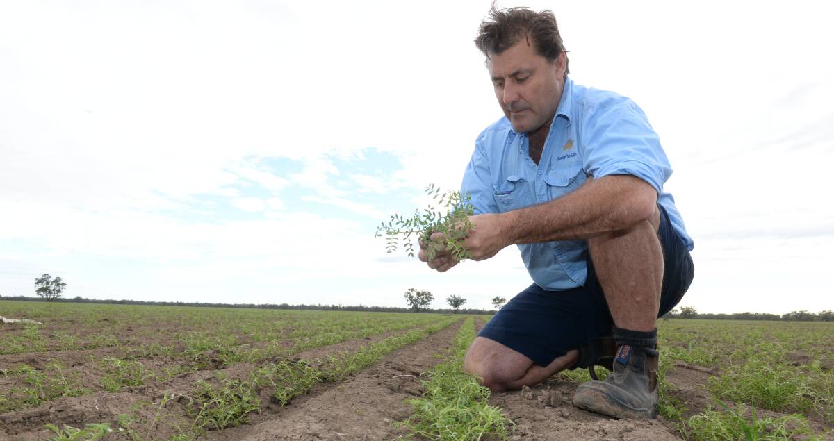James Moore, 'Walma', Walgett checks his HatTrick variety chickpeas that were planted in early June. Some observers say any estimate of yield at this stage is akin to looking into a crystal ball.