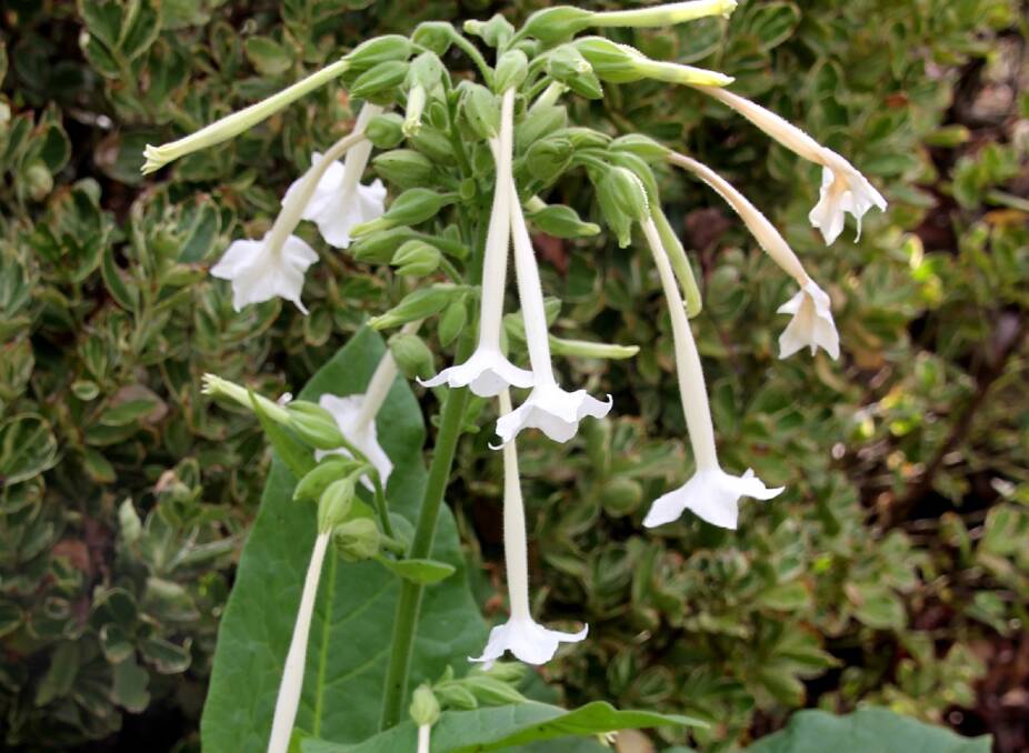 Night-scented tobacco is an ornamental, frost-tender perennial easy to grow from seed as an annual. Clumps of huge, oval shaped, apple green leaves spring up in early summer.