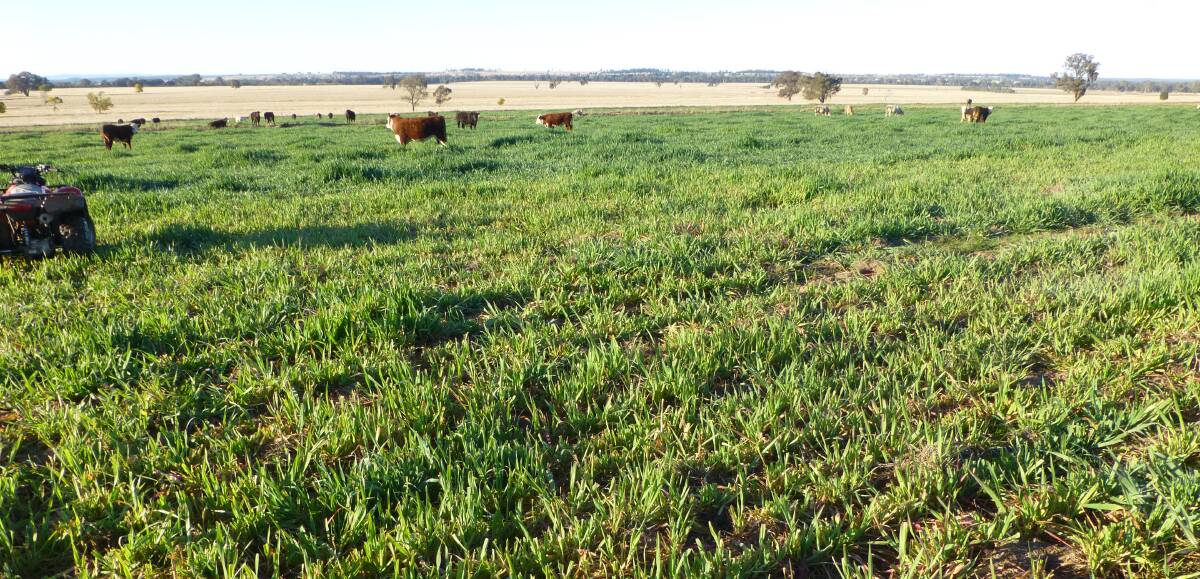 Here is a dual-purpose cereal top-dressed with 100 kg/ha urea (background deeper green portion of paddock) compared with front portion where not treated. There's a difference in production of more than 100 percent. 