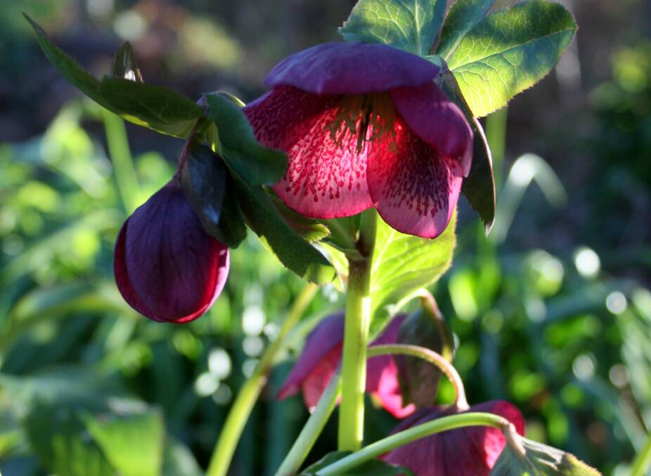 Dark red spotted hellebores bloom in July and August. ‘Ivory Prince’ and ‘Anna’s Red’ have upright flowers and glossy, silver marbled leaves but are slow to increase, whereas H. orientalis romp along.