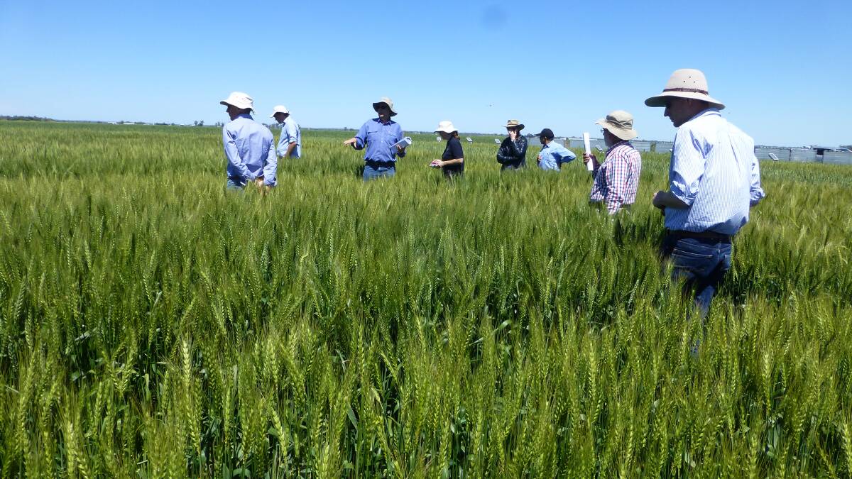 Researchers checking new crop varieties last spring at Sydney University research plots on the Narrabri Wheat Research Institute. A host of new winter crop varieties has recently been released.