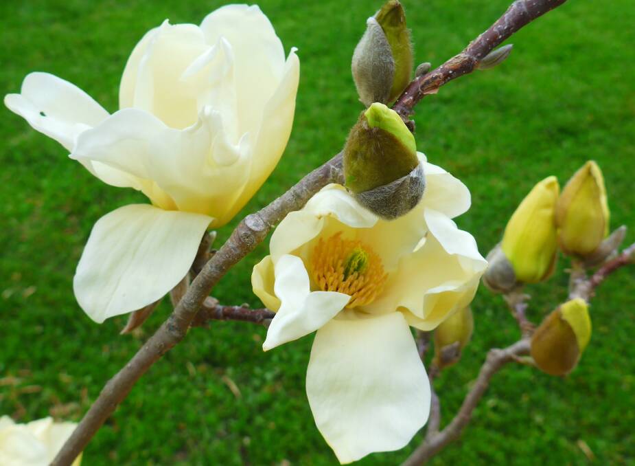                 The engineered Magnolia "Elizabeth" has clear yellow flowers in early spring and is a rewarding tree to grow.