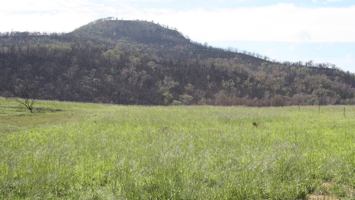 This photo taken on March 26, 2013, shows almost full tropical grass pasture recovery following the horrific Warrumbungle bushfire just three and a half months earlier on Elliot and Kate Shannon's, “Tiona”, Bugaldie.