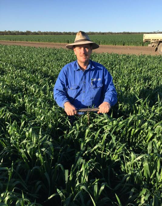 Walgett agronomist, consultant and farmer Greg Rummery accepted the prestigious Brownhill cup at Gunnedah’s AgQuip field day. Mr Rummery defines Walgett as "variable" country, not "marginal".