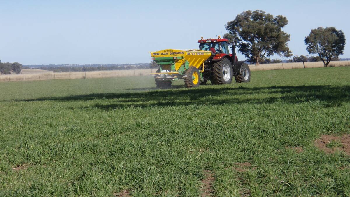 Rob Williams, Coona Valley Contractors, applies 100 kilograms to the hectare urea to a cereal crop ahead of a forecast rain event. Many paddocks currently test low in available soil nitrogen after a big yielding year in 2016.