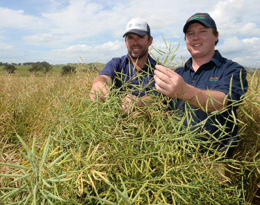 Tom Whiteley and Ag n Vet Wellington agronomist, Anthony Stibbard, checks the potential yield of Nuseed Diamond on "Dunbell", Wellington.
