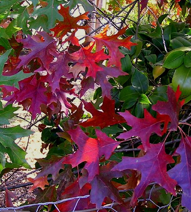 Scarlet Oak leaves turn red on one or two branches while the others remain green. But eventually the entire tree turns red.