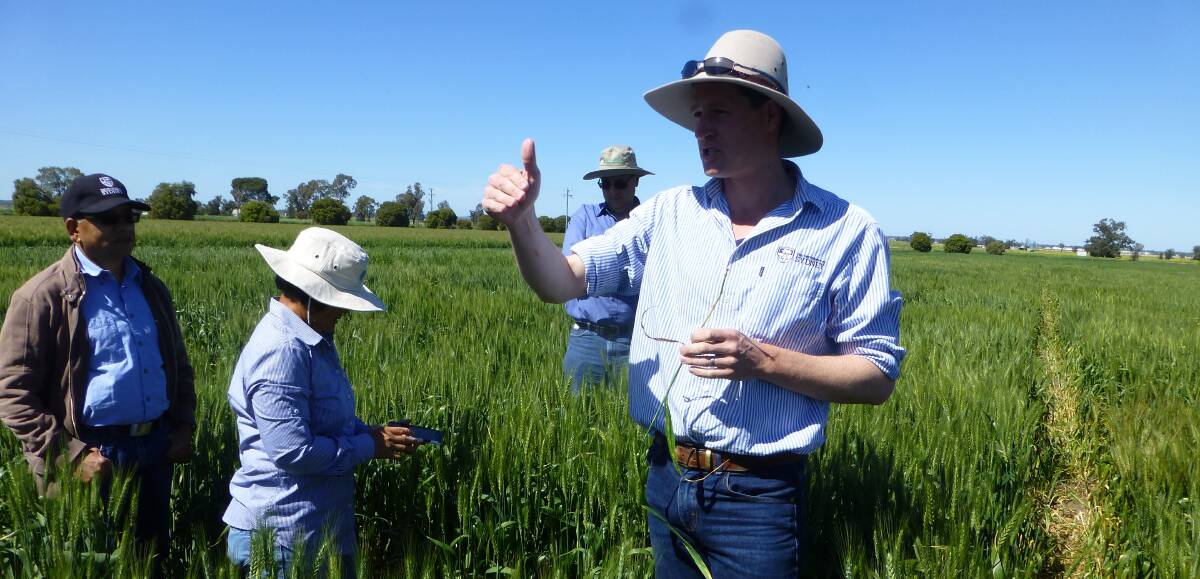 Dr Phil Davies, Sydney University (IA Watson Grains Research Centre at Narrabri), explains to a recent field day the excellent progress occurring in developing wheat lines with crown rot resistance.