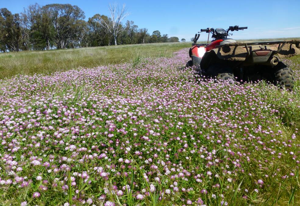 A strip of Gland clover (pink flowers) in an area periodically waterlogged over winter/early spring. Gland, a winter annual with reasonable tolerance to semi waterlogged areas and also has lots of hard seed.