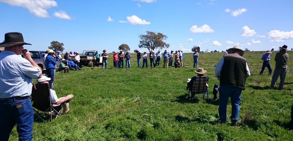 Despite a dry spring, excellent legume pasture growth is studied by attendees at last year’s Purlewaugh field day.  Despite acid soils, legumes contribute a big part to the profitable fattening enterprise conducted on the property. 