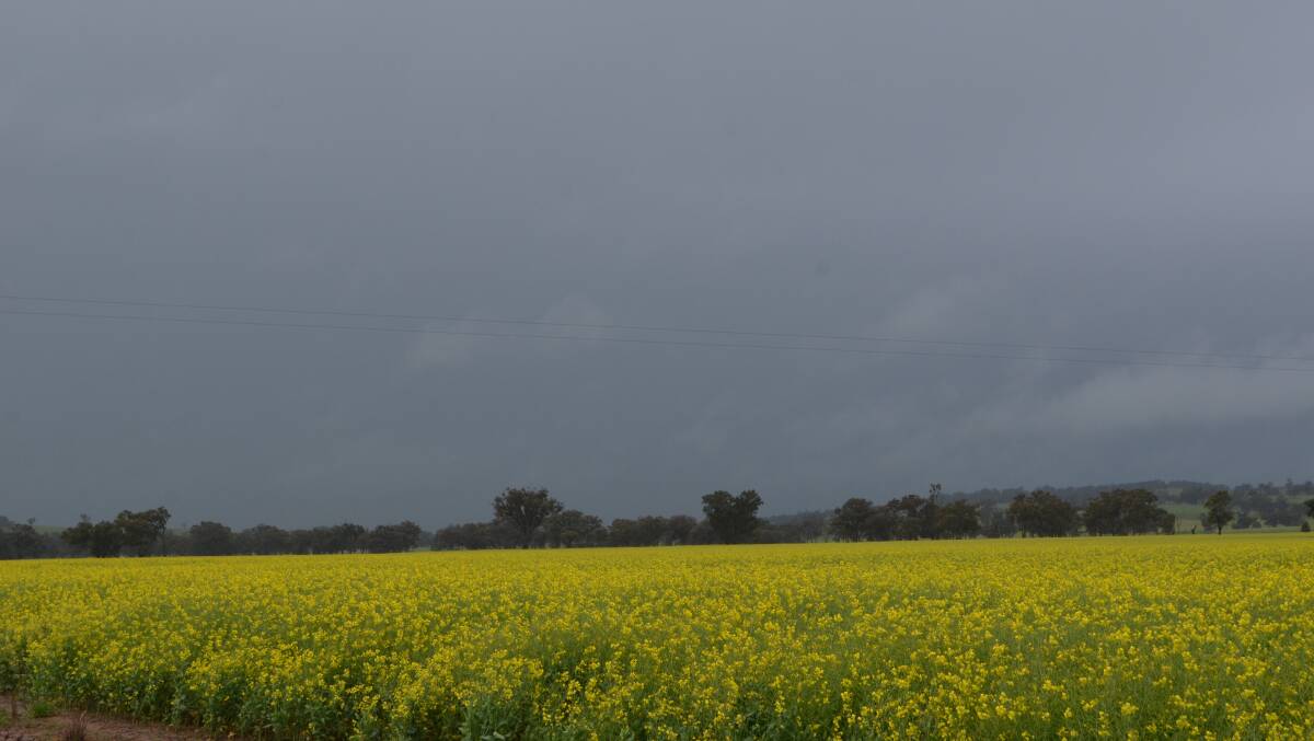 The danger with early sowing, with some varieties, is the extended time they are exposed to winter risk factors and diseases such as sclerotinia and upper canopy blackleg.