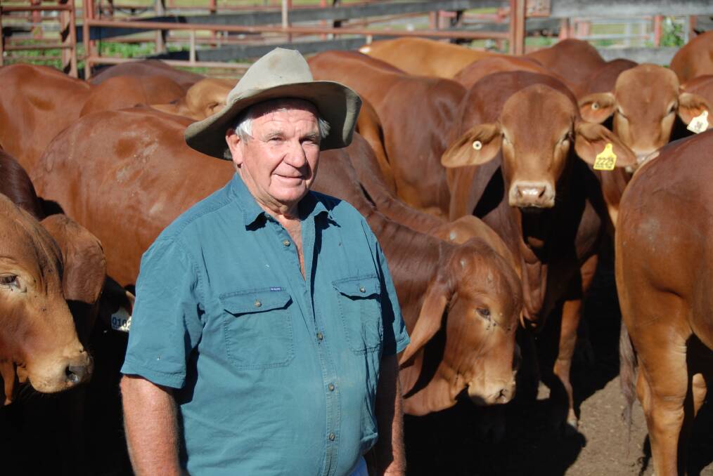 Queenslander Cattle Breed Society president Jim Edwards, Barlyne Pastoral, Gayndah with a mob of Queenslander bulls.