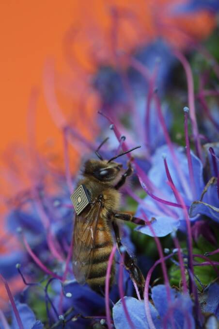 A tagged honey bee in the CSIRO's international research into the demise of bee populations around the world. Loss of habitats, Hive Colony Collapse and varroa mite are the major causes of the decline.
