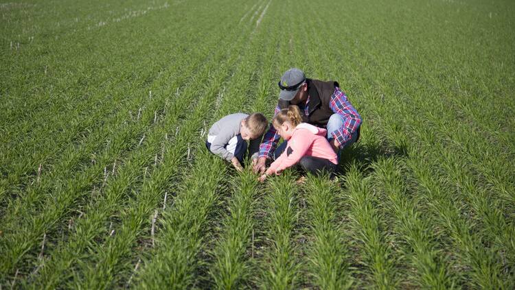 Judd and Lacey Somerville with their father, Dane, 'Posey Point', The Rock,checking varieties of wheat as part of the prelude to the 2017 AgriHack Challenge in Wagga Wagga. Entries are sought for this year's event on 6 and 7 April at Charles Sturt University.