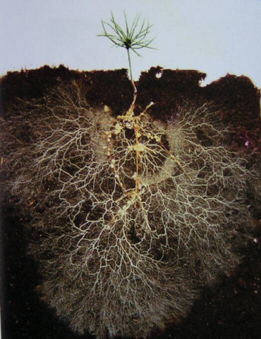 Arbuscular mycorrhizal fungi were just one of the life forms Greg Bender learned about when studying soil microbiology. "These filaments (white threads) act as communication and nutrition channels for plant roots and indicate, healthy functioning soils.Photo from Radical Mycology.
