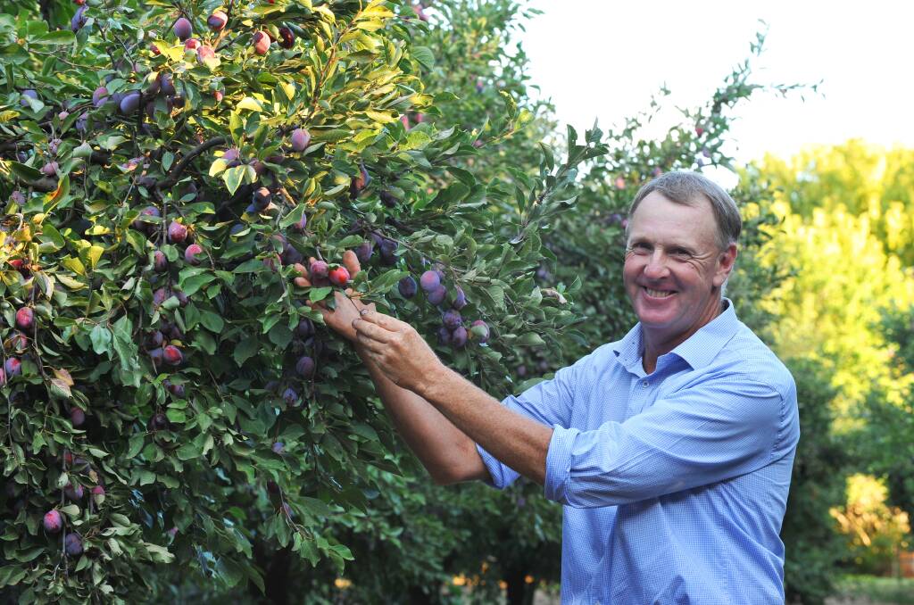 Chairperson of the Australian Prune Industry Association, Grant Delves, inspecting d'agen plums prior to harvesting on his Griffith orchard. Photo: APIA.