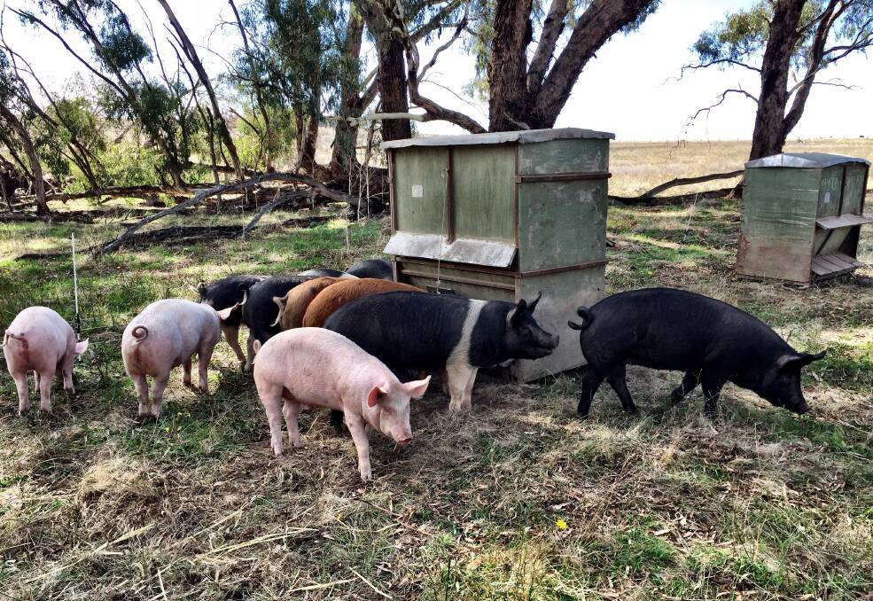 Free-range, mixed-breed grower pigs at Box Gum Grazing, Murringo near Young, which fetch between $14 and $26 kg. Photo by Pennie Scott.