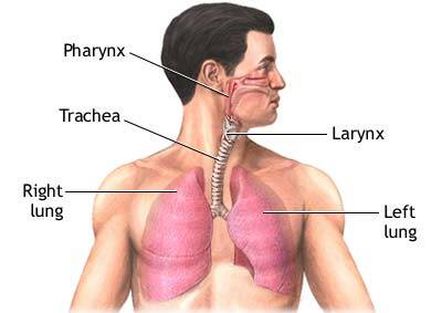 An illustration showing the location of the lungs and how the other breathing apparatus are connected. "The moment I woke from the anaesthetic I could breathe without an oxygen mask," Mr Eppelstun recalled. Photo: hlttv.org