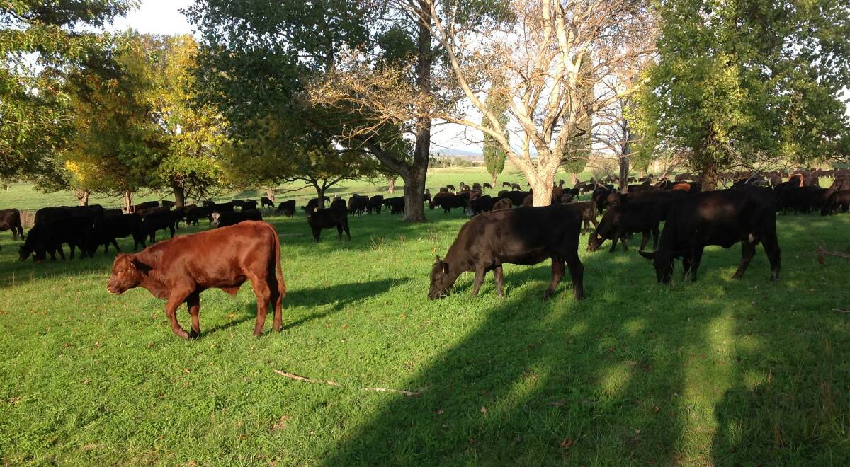 Mixed breed weaners at "Jillamatong", Braidwood, grazing on pastures containing more than 80 species of plants. 