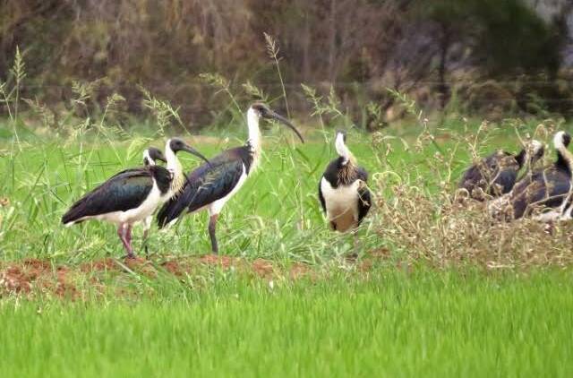 A colony of ibis in a rice crop near Deniliquin.  Rice crops are important habitats for waterbirds across the rice growing area of the Riverina.