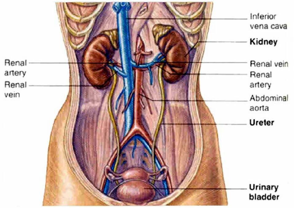 A diagram showing placement of kidneys in the human body. When adding a new kidney, the old are left in place with blood and nerve supplies connected to the transplant which than takes over the functions of cleansing proteins and liquids.