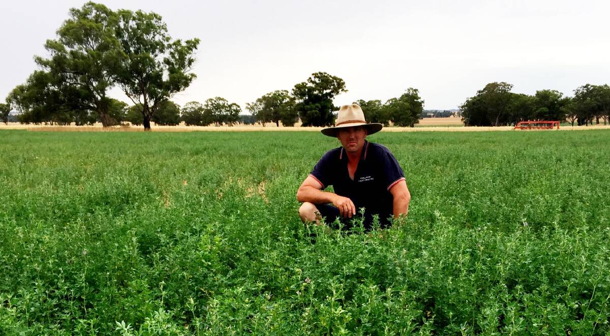 Andrew Nelson in his three-year-old L91 lucerne paddock, 'Myrhree', Currawarna near Wagga Wagga. Converte Liquid Plantfood spray was applied in April and two mobs of lambs were finished by August. 