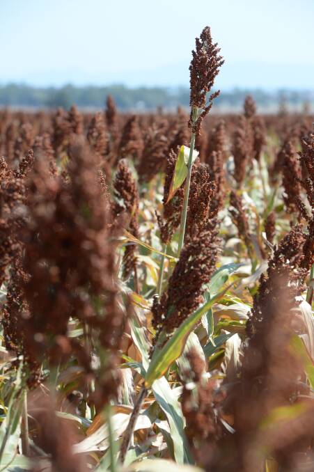 Rutherglen bugs have wreaked havoc on sorghum crops through northern Australia this season.