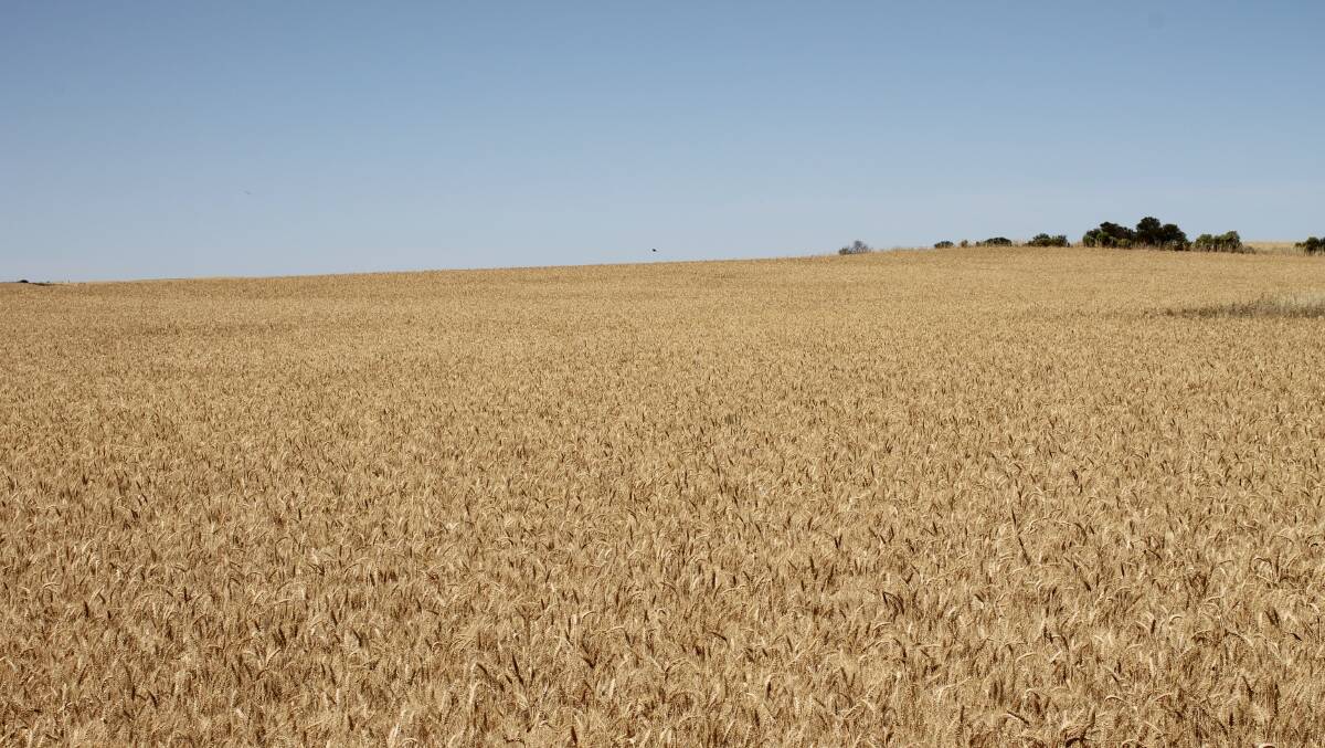 Wheat is expected to be the big winner from a good start to the winter cropping season across much of Australia, with production tipped to rise 93 per cent from 14.5 million tonnes in 2019 to 28 million tonnes in 2020. Picture: TAMARA VONINSKI