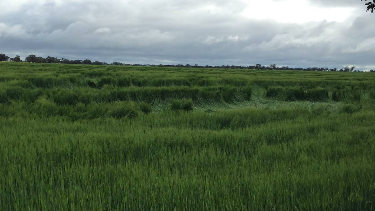 There are significant amounts of lodged barley in the Wimmera and Mallee regions of Victoria.
