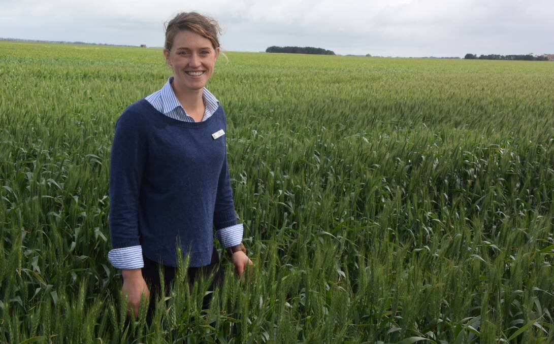 Zoe Creelman, Southern Farming Systems research and extension officer, says increasing soil permeability is the best way to increase water holding capacity in high rainfall zones, reducing the risk of both waterlogging and drought.