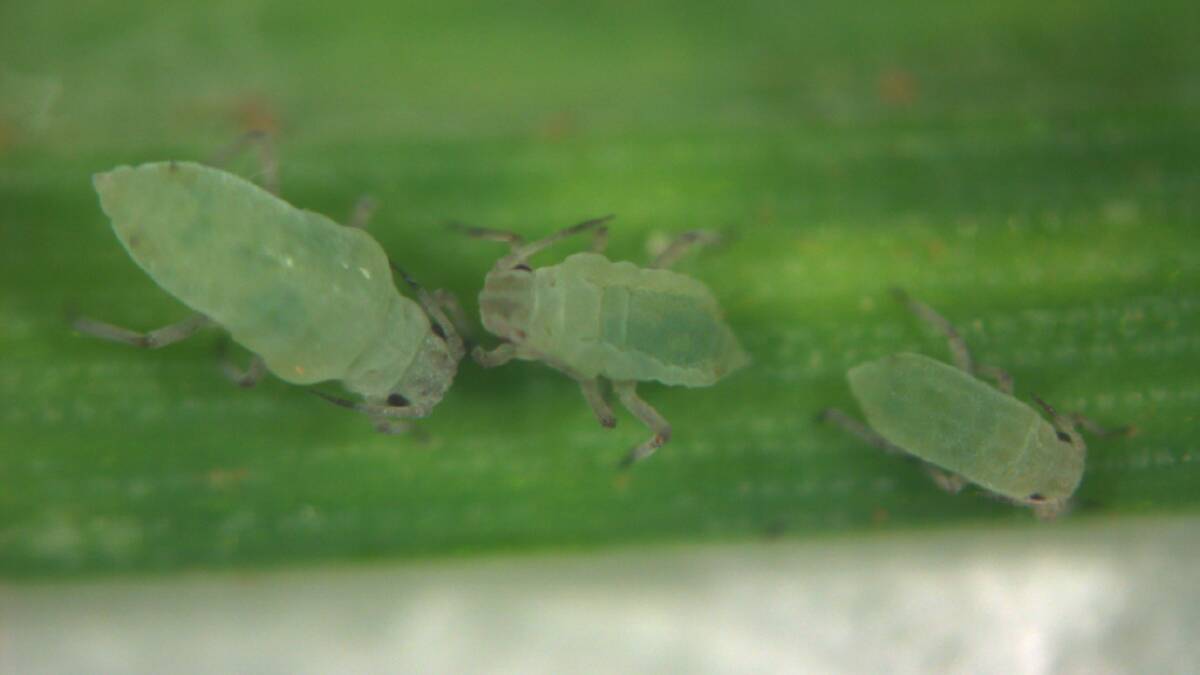 Russian wheat aphid has been found in Tasmania for the first time.