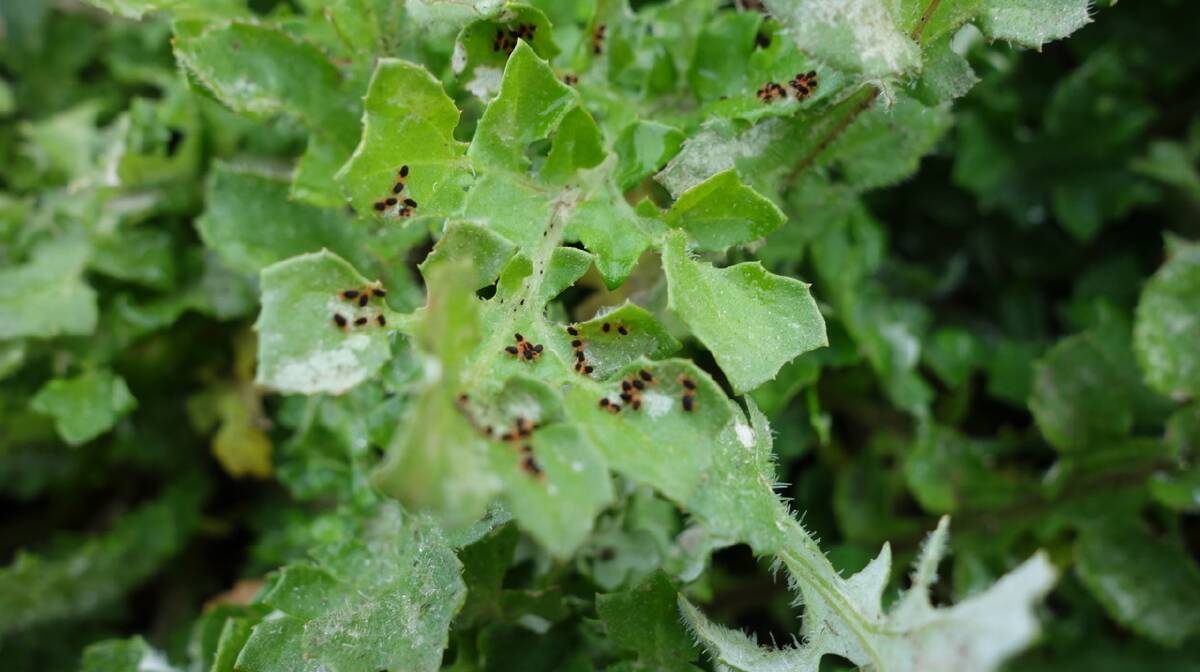 Red legged earth mites are a problem for a range of broadacre crops, in particular broadleaf crops such as oilseeds.