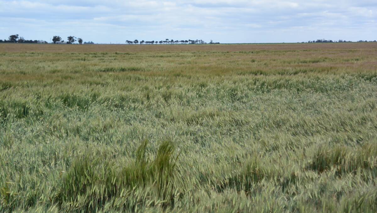 Farmers are concerned that lodged barley crops will ripen unevenly.