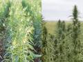 Sesame, left, and industrial hemp, right are showing promise in northern Australia. Photo supplied.